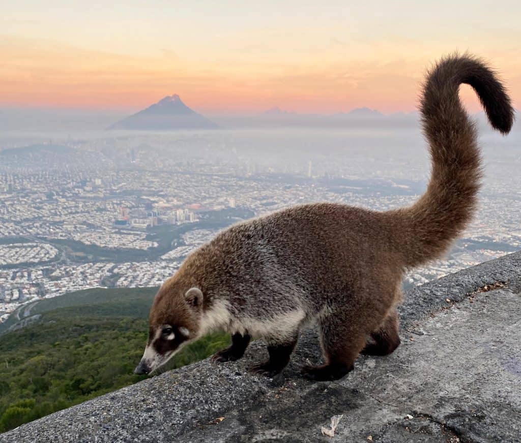 A coati standing on the viewing platform at El Teleférico, Cerro de la Silla, with the Monterrey skyline stretching out below